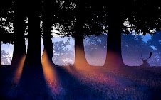 الظلال المظلمة للأشجار - قصائد هايكو ..         ترجمة : بنيامين يوخنا دانيال