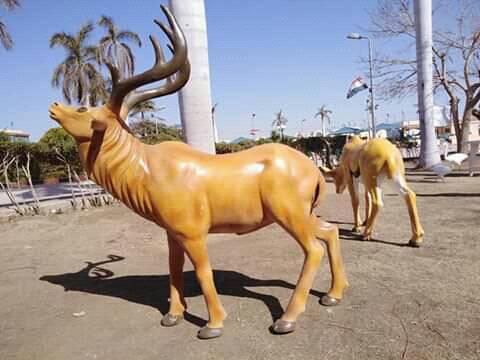 احمد محروس.jpg