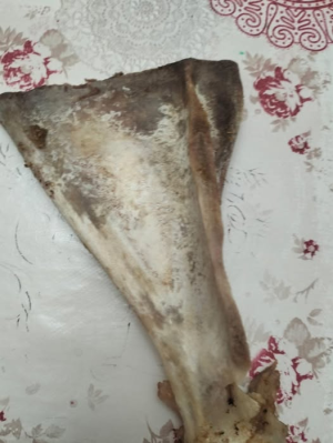 حسَن الرّحيبي   -    عظم الكتف لأضحية العيد