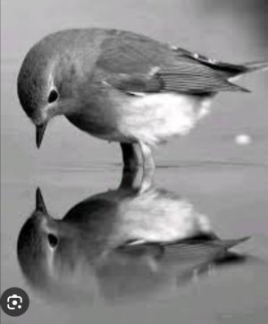 إصاخة السمع .. هايكو   -    ترجمة : بنيامين يوخنا دانيال