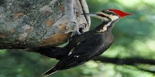 نقرات .. قصائد هايكو  -   ترجمة : بنيامين يوخنا دانيال