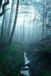 الغدير .. قصائد هايكو   -  ترجمة : بنيامين يوخنا دانيال