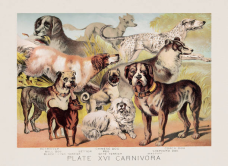 إبراهيم محمود   -    عن مختصّ بالكلاب...  قصة