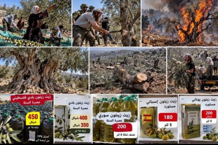 يحيى بركات  -      من يسرق الزيتون… ومن يدفع ثمن السرقة؟